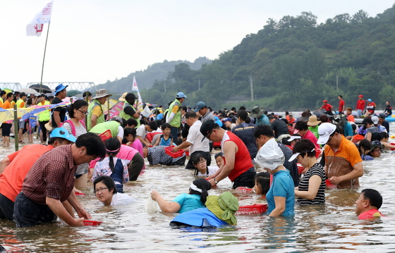 = 경남 하동의 종합 힐링·관광축제 ‘제1회 알프스 하동 섬진강 재첩 축제’가 24일 막을 올렸다. 관광객들이 섬진강에서 재첩을 채취하고 있다. (하동군 제공) 2015.7.24/뉴스1  