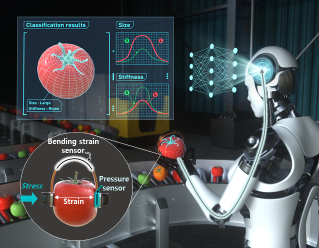 토마토 크기와 물성까지 구분할 수 있는 AI(인공지능) 기반 로봇 기술. / 사진=한국전자통신연구원(ETRI)