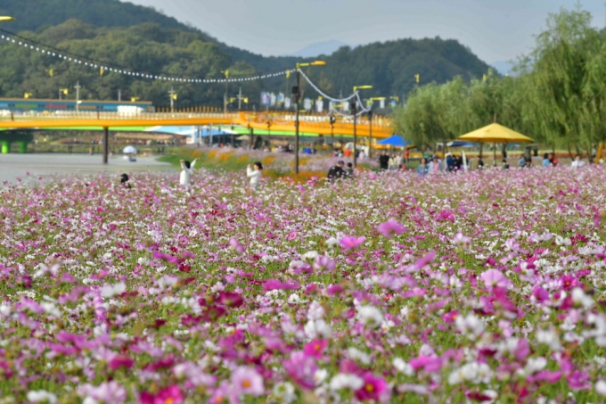  '2023 장성 황룡강 가을꽃축제'를 수놓은 코스모스 군락. /사진제공=장성군