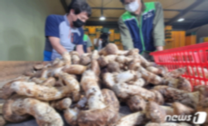Suspicion of Collusion: Investigation into Lower-priced Pine Mushrooms in Uljin-Gyeongsangbuk-do