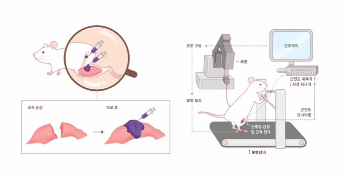 하이드로젤(보라색)을 쥐의 몸속에 주입하자 하반신 마비를 겪던 쥐가 다시 걷는 데 성공했다. / 사진=기초과학연구원(IBS)