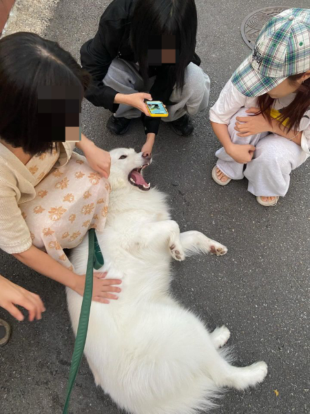 굳이 이런 사진을 가져와야만 '대형견=공격성 혹은 위험한 개'가 아님이 애써 증명될까. 순둥순둥해 아이들이 만져도 가만히 받아주는 말라뮤트 두부./사진=말라뮤트 두부 보호자님.