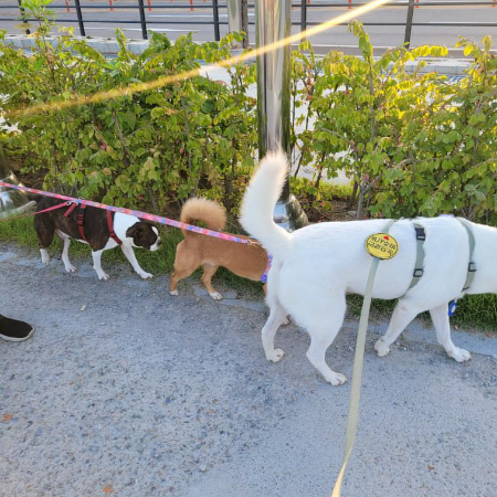 진도 장군이와 다른 소형견들이 나란히 산책을 잘하는 사진. 부천에서 키울 땐 개모차에서 뛰어내려, 장군이에게 달려든 소형견도 있었단다. 소형견 보호자는 "입마개를 안 했으니 우리 애가 달려 들었다"며 황당한 소릴 했단다./사진=장군이 보호자님