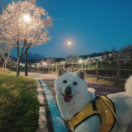 밤 산책을 하는 봄이 모습./사진=봄이 보호자님