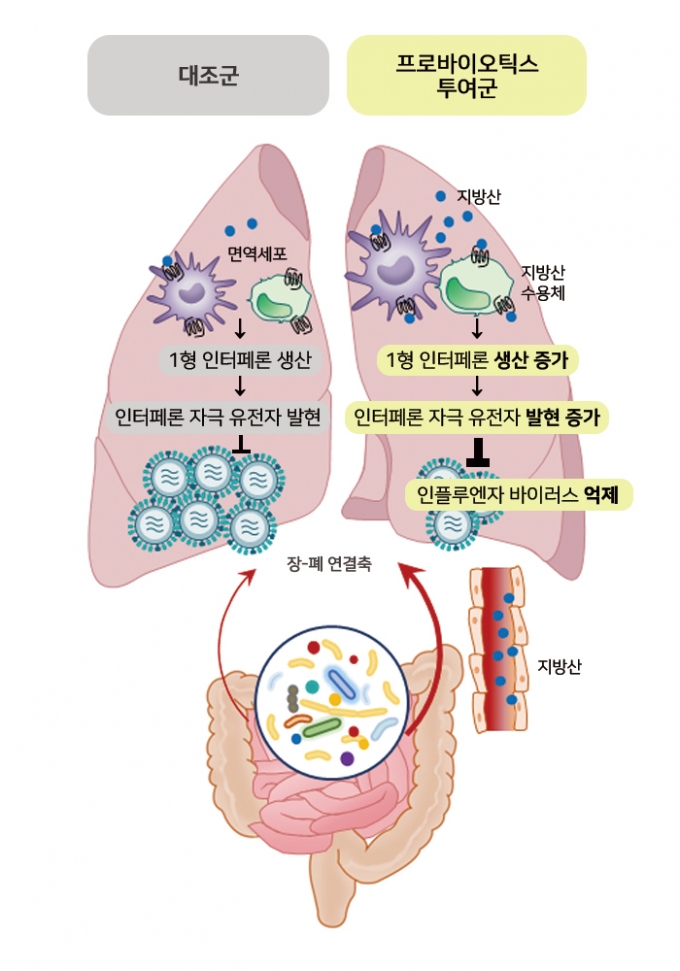 프로바이오틱스 항바이러스 작용 모식도. /사진=서울아산병원