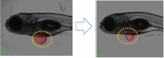 QAL333 처리 후 제브라피시에 이식한 암세포 크기가 크게 감소했다. 제브라피시 모델 전문 비임상 시험기관 제핏의 실험자료/사진제공=쿼럼바이오