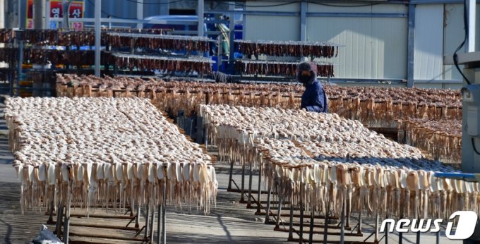 경북 포항시 남구 구룡포 해안 덕장에서 상인이 오징어를 손질하고 있다./사진=뉴스1
