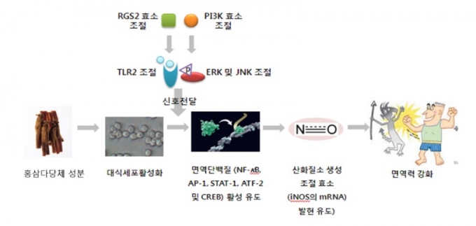 홍삼 다당체 성분이 면역 개선에 미치는 신호전달체계. / 그림제공=조재열 교수 