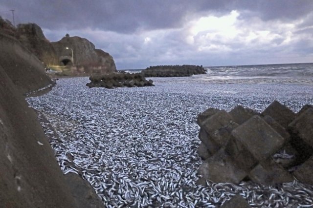 홋카이도 남부 하코다테시 해안에 떼죽음 당한 물고기 사체가 가득차 있다. /AP=뉴시스