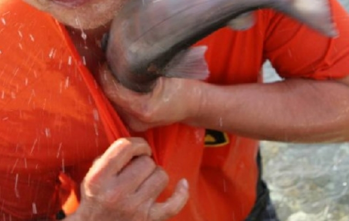 산천어 60만마리 떼죽음…"한국 최악의 동물 살상 축제"