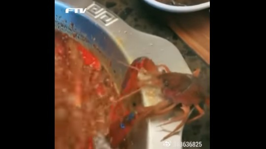 산천어 60만마리 떼죽음…"한국 최악의 동물 살상 축제"