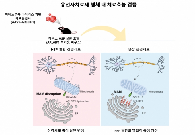 한국생명공학연구원이 개발한 유전자치료제 연구 모식도. / 사진=한국생명공학연구원