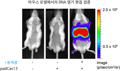 유전자가위 기술 중 하나인 캐스13을 이용한 쥐 모델 실험 결과. /사진=KAIST