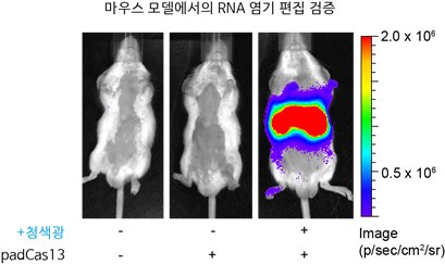 유전자가위 기술 중 하나인 캐스13을 이용한 쥐 모델 실험 결과. /사진=KAIST