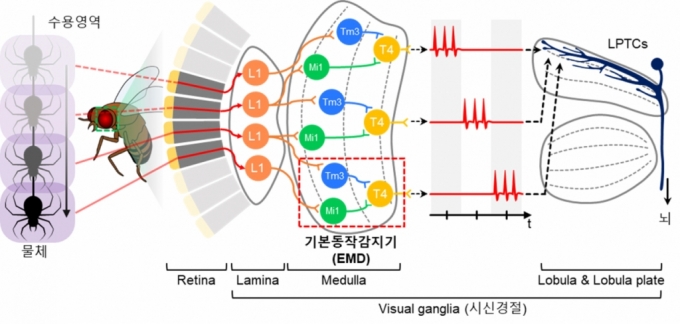 곤충 시신경계에서의 기본적인 동작 인식 과정을 나타낸 모식도. 곤충의 시신경계는 망막과 시신경절로 구성돼 있다.  기본 동작 감지기(EMD)는 신호 전달을 지연시키는 Tm3 뉴런, 신호를 즉시 전달하는 Mi1 뉴런, 신호를 처리하고 반응하는 T4 뉴런으로 이뤄져 있다. 외부에서 들어온 신호는 각각 Tm3 뉴런과 Mi1 뉴런을 통해 T4 뉴런에 전달되고, 물체의 동작 방향에 따라 다르게 반응한다.  /사진=KAIST