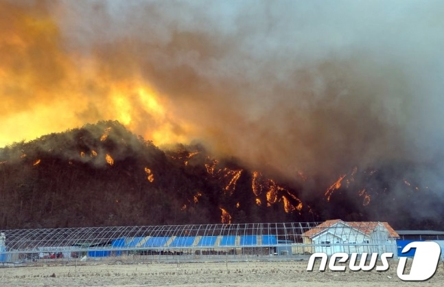 2022년 3월 4일 경북 울진군 북면 두천리 일원에서 발생한 산불이 강한 바람을 타고 확산되고 있다. /2022.3.4. /사진=뉴스1