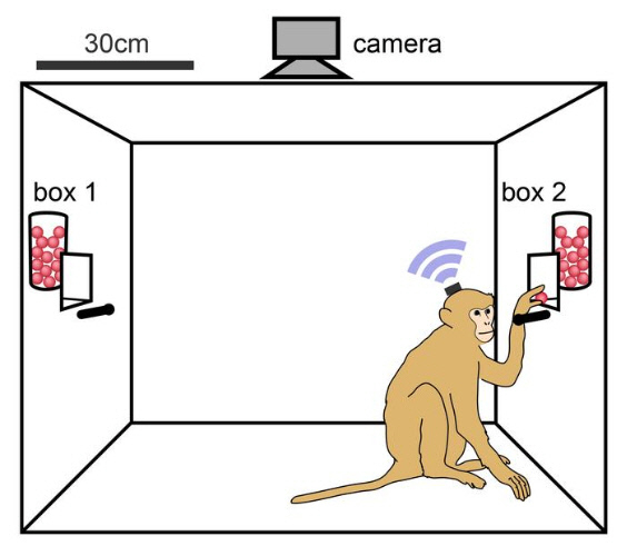 두 번째 먹이 상자의 버튼을 누르기까지 오래 기다릴수록 얻는 양이 많아진다는 걸 인지한  원숭이들은 버튼을 누르기 전까지 시간을 더 두고 기다렸다. /사진=라이프니츠 영장류 연구소