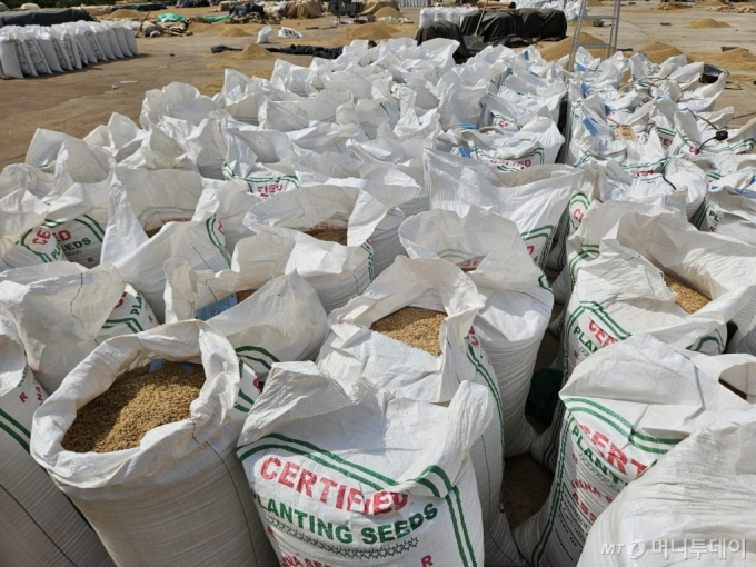 농촌진흥청 KOPIA가나센터는 지난 해 다웬야 지역에서 지역농민과 함께 생산한 벼 보급종 300톤을 지난 5일 가나 농식품부에 전달했다. /사진=농촌진흥청 