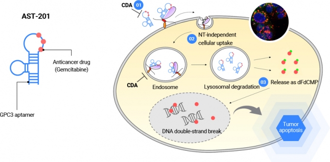 압타머사이언스의 고형암 치료제 후보물질 'AST-201' 약물 개요 관련 사진. /사진제공=압타머사이언스