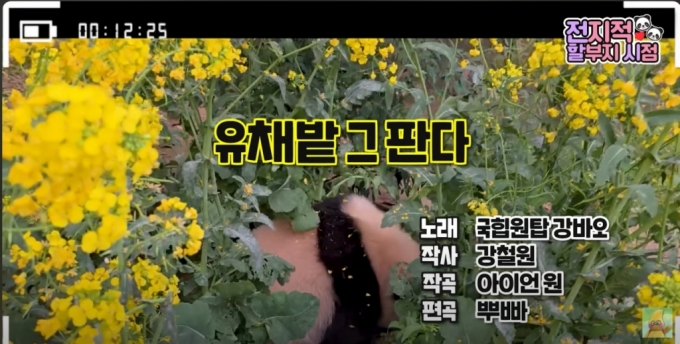 [영상]"푸바오 할부지, 래퍼 데뷔?" 루이·후이 잡으려다 '무슨 일'