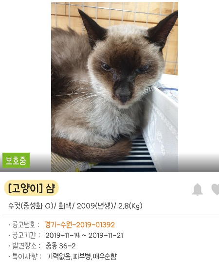 노을이는 안락사 전날 구조가 되었다. 10살이 넘은 고양이, 고작 사진 한 장만 보고 입양되길 바라는 건 기적과 같았던 일. 죽을 확률이 훨씬 더 높았던 겨울에, 신영씨는 노을이를 집에 데리고 왔다. 위의 사진과 비교하면 얼마나 다른 표정인지./사진=따스한 할머니 고양이, 노을이 보호자님