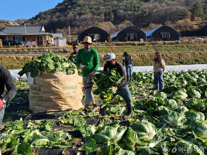 [괴산=뉴시스] 충북 괴산군은 올해 외국인 계절근로자 493명을 농촌에 파견해 일손을 보탠다고 26일 밝혔다. (사진=괴산군 제공) 2024.02.26. 