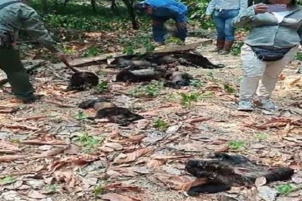멕시코에 기록적인 폭염이 이어지면서 원숭이 수십 마리가 집단 폐사하는 일이 발생했다./사진=페이스북 캡처