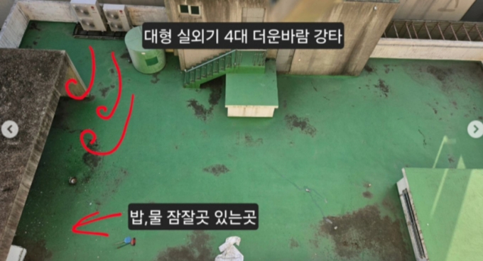 제주 동물보호단체 쿰다가 고발한, 14살 노견 초롱이가 살던 건물 옥상의 전체 모습./사진=제주 동물보호단체 쿰다 제공