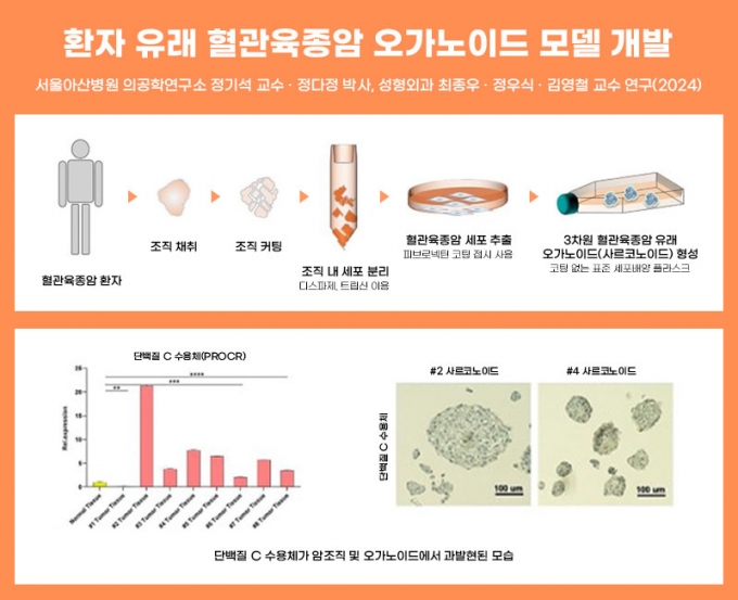 환자 유래 혈관육종암의 유사체인 오가노이드의 모델 개발 과정. /그림=서울아산병원