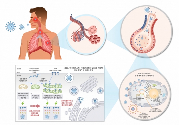 코로나19 바이러스 인체 침투 복제 원리와 신속 대량 증식 원리를 표현한 모식도 /사진=한국화학연구원