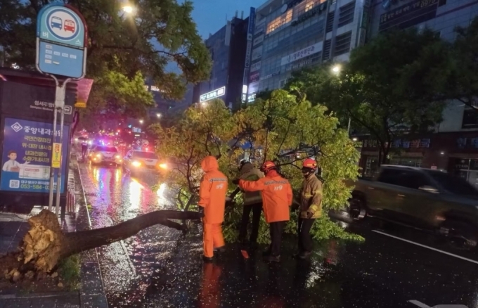 10일 오전 5시 1분쯤 대구 달서구 계명대 동문 인근 버스정류장 앞에서 강풍을 동반한 국지성 호우로 가로수가 뿌리가 뽑힌 채 쓰러져 소방 당국이 안전 조치를 취하고 있다. /사진=뉴스1(대구소방안전본부 제공)