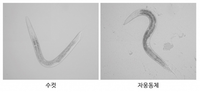 예쁜꼬마선충 수컷과 자웅동체 사진 / 사진제공=KAIST