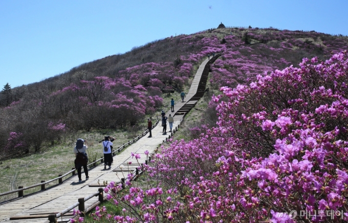 [구례=뉴시스] 전남 구례군 산동면 지리산 노고단(1507m)에 25일 진달래가 만개해 장관을 이루고 있다.등산객들이 예년보다 일주일 빠르게 핀 진달래 군락의 아름다움을 만끽하고 있다.(사진=구례군 제공) 2024.04.25. photo@newsis.com  *재판매 및 DB 금지 /사진=