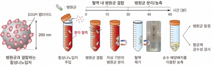 합성나노입자를 활용한 uRAST의 병원균 분리 단계./사진=서울대병원