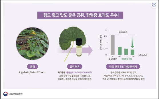 곰취 항염증 효과 관련 인포그래픽. /사진제공=국립산림과학원