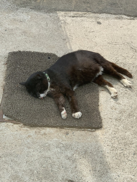 볕을 쬐고 있는 동네 고양이 '검고'./사진=백종우씨 부부 제공