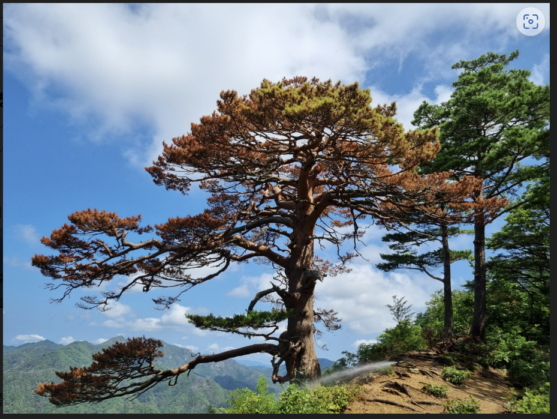 수세가 급격히 악화되고 있는 대왕소나무의 최근 모습./사진제공=산림청