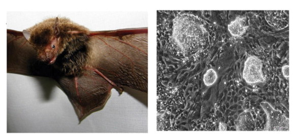 박쥐 유도만능줄기세포 확보에 사용된 박쥐(사진 왼쪽)와 개발된 유도만능줄기세포/사진제공=엔세이지
