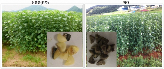 케나프 원품종(진주)과 원자력연이 개발한 신품종 장대의 모습을 비교한 사진 /사진=원자력연  