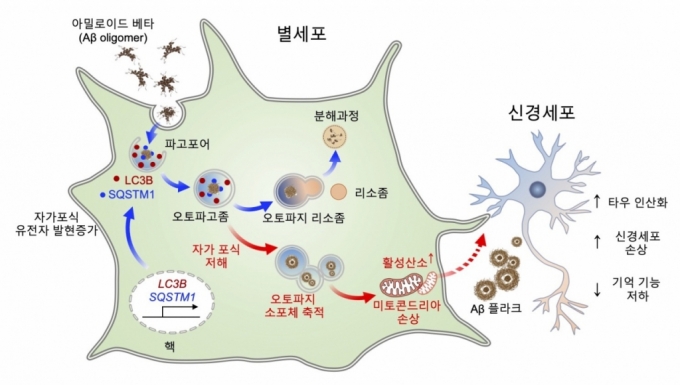 별세포의 구조를 나타낸 그림 /사진=KIST