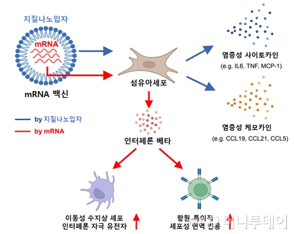 mRNA 백신 접종 부위의 초기 면역반응 모식도 (Biorender 제작)./사진제공=질병관리청