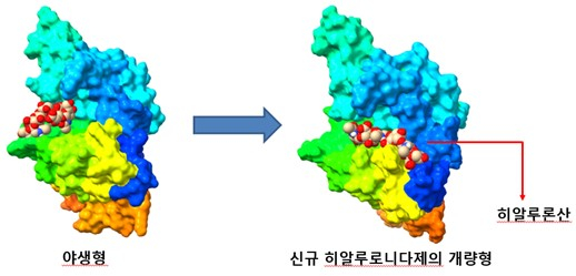 야생형으로부터 개량된 신규 인간 유래 히알루로니다제. /사진제공=마이코젠