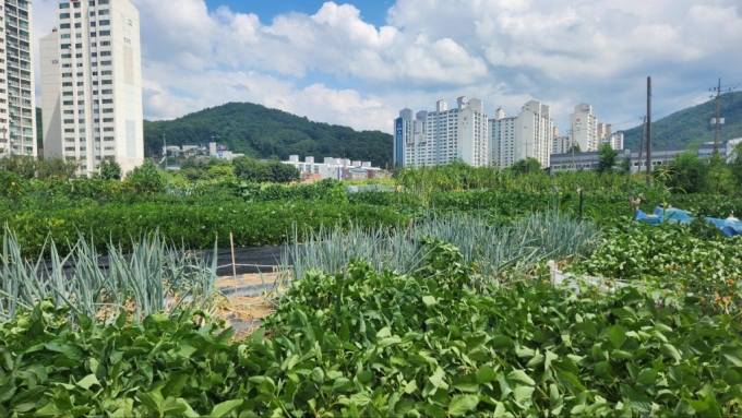  경기 남양주시 오남읍에 위치한 아파트 건립 추진 토지. 10년째 방치된 땅에 인근 주민들이 무단으로 농작물을 경작하고 있다. /사진=김미루 기자