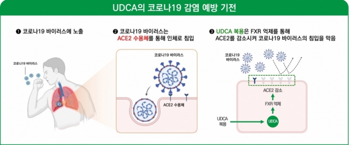 UDCA의 COVID19 예방 기전/사진= 대웅제약