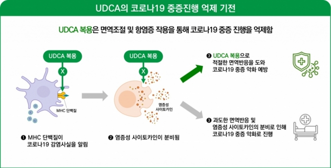 UDCA의 코로나19 중증진행 억제 기전/사진= 대웅제약