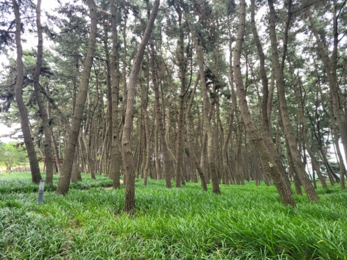 선도리마을 해변가 앞 해송림./사진=오세중 기자.