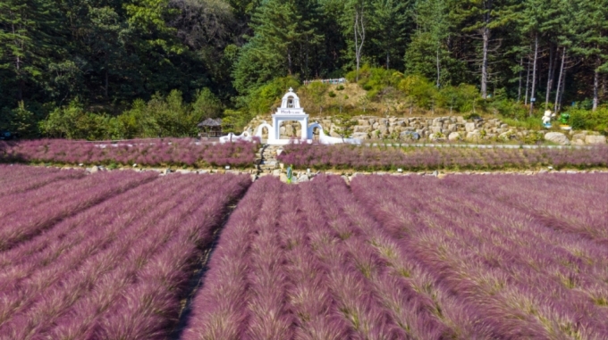 1만5000㎡ 규모로 조성된  핑크뮬리가 장관을 이루고 있다./사진제공=포천 허브아일랜드