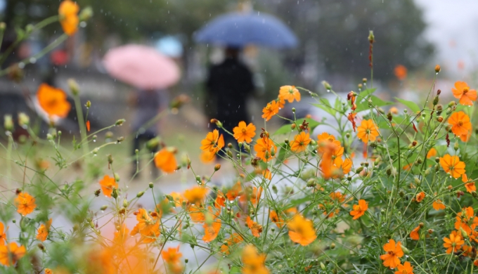 낮과 밤의 길이가 같아지는 절기상 추분(秋分)을 이틀 앞둔 20일 대전 동구 대동천에 핀 황화코스모스 사이로 시민이 우산을 쓰고 지나고 있다./사진=뉴스1