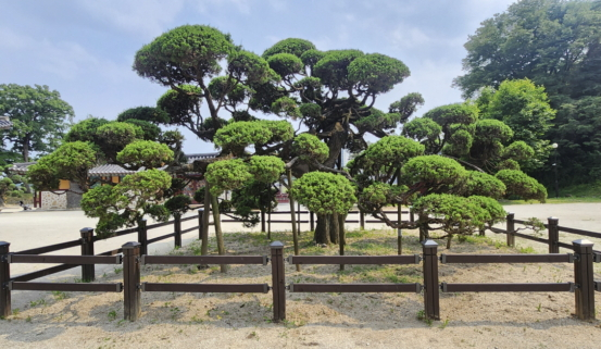 경기도 여주시 천송동 향나무./자료사진제공=산림청