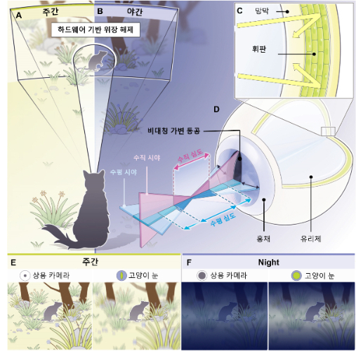 고양이 눈의 구조적 및 기능적 특징 /사진=GIST